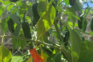 First time growing peppers, my serranos are turning red.