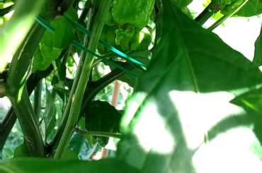 Do these even look like Carolina Reapers?