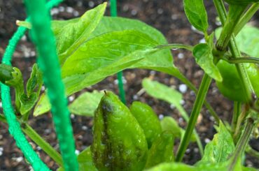 Fresno peppers. Is the dark brown a good or bad sign?