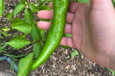 Menards labeled these as habanero but I’m not so sure. ID on these?