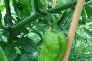 Chocolate Bhutlahs incoming!