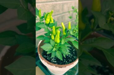 Pepper plants / Green chili #shorts #youtubeshorts 22