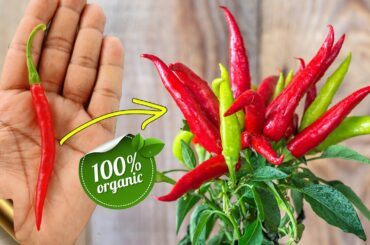 10 SECRETS & TIPS TO GROW TONS OF CHILLIES & CAPSICUM IN POTS - ORGANIC GARDENING TIPS