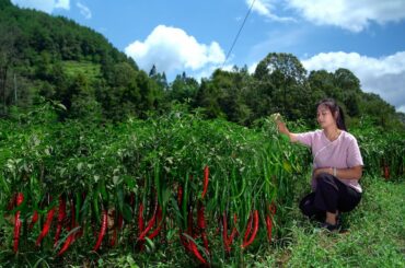 Guizhou Special Chili! The Spiciness is Just Right!