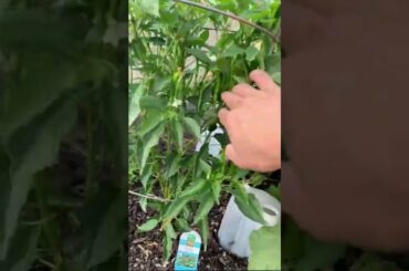 From garden to bottle. Thai chili recipe. #shorts