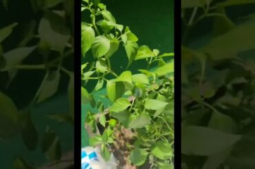 Beautiful Chili plant | Easy Recipes By Bareera