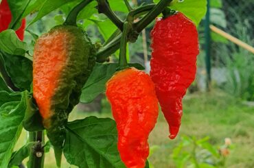 What would you guys do with these?