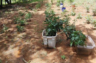 Update on my spicy friends. Trying to ready for the spicy b*tthole