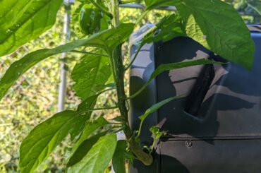 Habanero plant that failed & I then pulled and threw into the compost grows OUT of it and produces