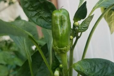 Please help identify these pepper!