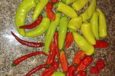 My 1st good harvest of the year. I ate 1 of my reapers the other day and regretted all my choices that lead to that moment.