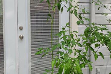 Not sure about this Reaper