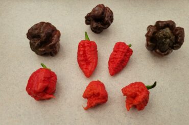 Which would you try?A few Butlah Chocolate , Dragons Breath, and Primotalii peppers from my garden