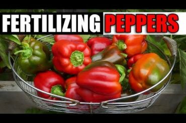 Fertilizing Peppers!