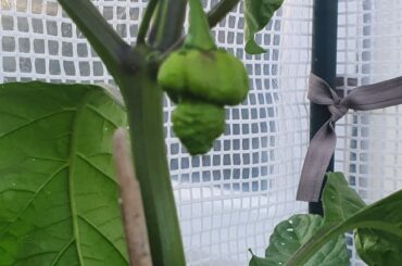 Picked up a mystery pepper from the rescue section of the garden centre in March - is this going to be a spicy boy?