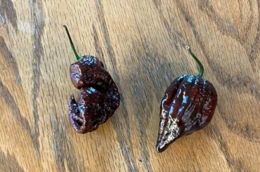 Pick your poison: Chocolate Primotalii or chocolate moruga?