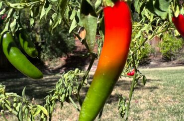 This pepper looks like every Scoville scale graphic I’ve seen
