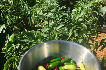 Another spicy home garden harvest!