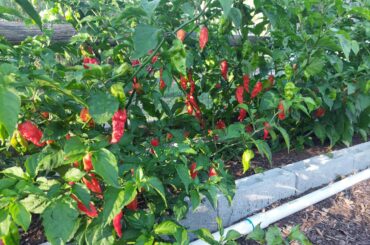 Bumper crop of Bhut Jolokia this year. This is just a few of my plants.