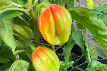 My ripening Caribbean Habaneros looking very Caribbean