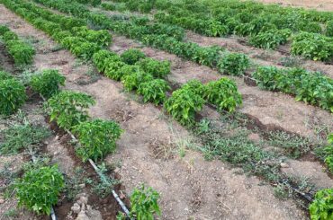 10k square feet of habaneros and scotch bonnet peppers