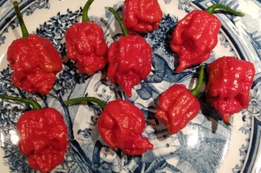 My best harvest so far this year!