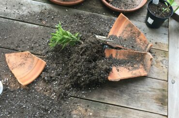 Something didn’t like my tiny Thai chili pepper plant