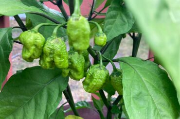 Don’t fear the reaper