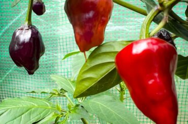 Three different stages of ripening on these Purple UFOs!