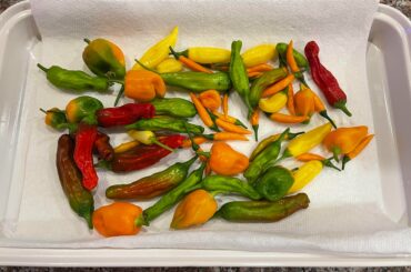 Best harvest yet. (Habanero, lemon drop, Mira sol, shishito)