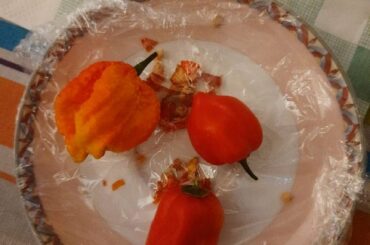 Help me identify these mystery peppers from my grandma's garden