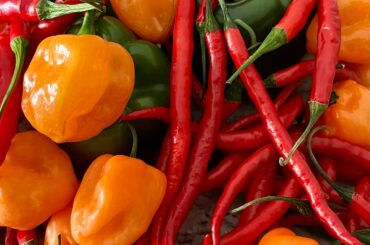 Habanero and Cayenne A’Plenty. Loving our crazy pepper garden.