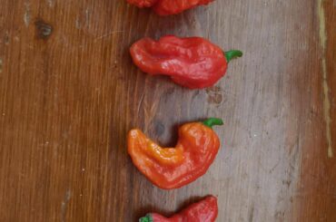 1st of my super hots came in!