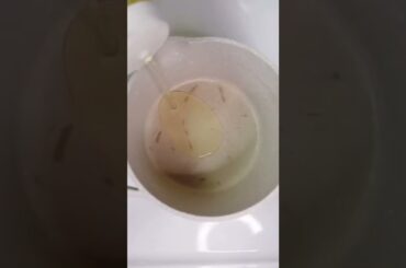 #shorts Garlic Chili Oil Noodles #noodles #garlicnoodles #recipes #chi