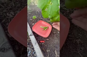 Fried Okra with onion & green chili | Bhindi pakany ka tarika #shorts