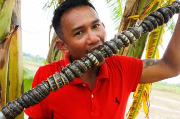 Amazing cooking and eating water snake grilled with chili recipe