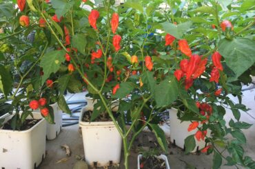 About to do another pull. Where’s my gloves?