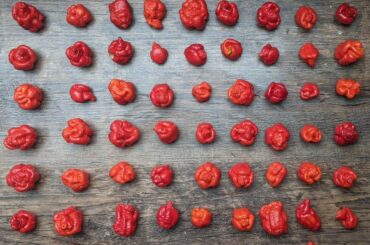 The pods look weirder every year.