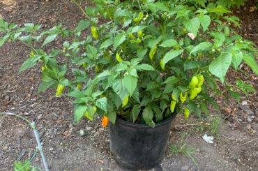 I bought a ghost pepper plant this year not expecting much. Most of my pepper plants don’t do well but this one has gone crazy. I need ideas what to do with all these ghost peppers lol.