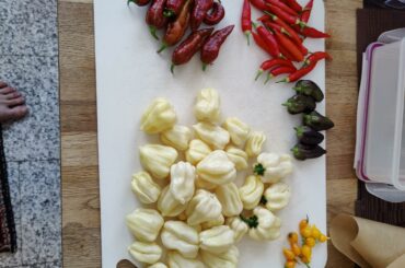 Part of my harvest: omnicolor, yaki blue, Piri Piri, bhut jolokia caramel and habanero white