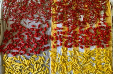 Almost 17 sqft of peppers