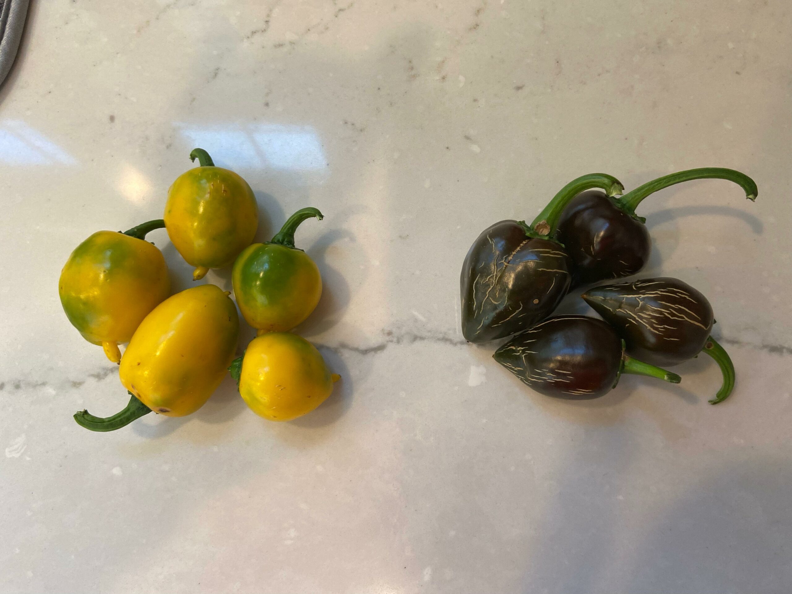 Lemon drop and Chocolate Chili Chili