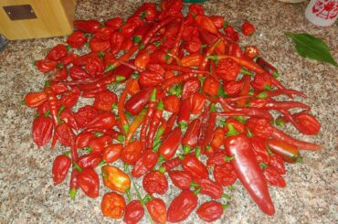 My harvest just from today!