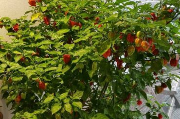 4 year old Carolina Reaper plant (tree) before I picked 3 kilo of harvest