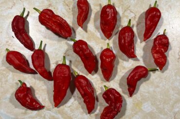 Finally grew my own ghost peppers. Time to make some hot sauce.