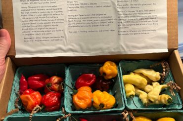 My wife surprised me with a share of a hot pepper CSA! We ate the datils immediately, working up the courage to get to the yellow scorpions