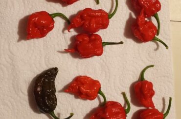 Another day another harvest