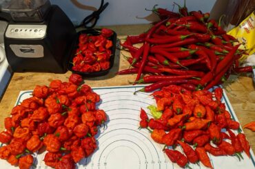 about to sauce it up! carolina reapers, death spirals and apocalypse scorpions grown from 4 plants. the cayenne are purchased fillers. i am very scared....