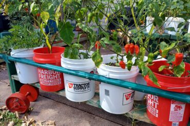 any recipe suggestions?