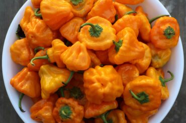 Some freshly harvested scotch bonnet peppers